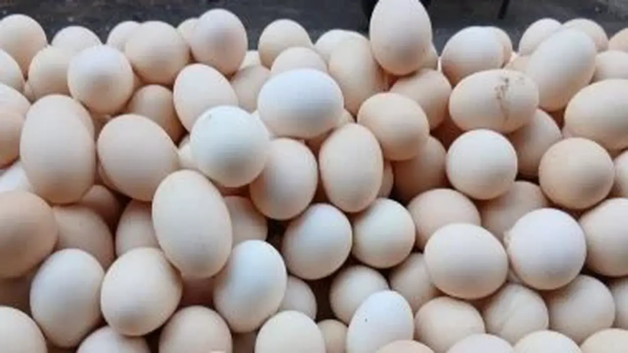 سعر البيض في القليوبية يسجل 118 جنيهاً للطبق الأبيض الأربعاء 3-12-2025